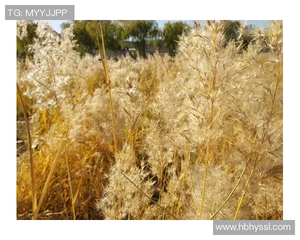 黄磊畅谈足球生涯中的点滴回忆与成长历程 黄磊畅谈足球生涯中的点滴回忆与成长历程